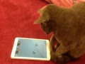 猫カフェ　ミューキーズ　”アプリに夢中！？(*ﾟ▽ﾟ*)” 